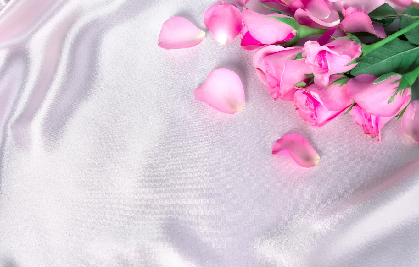 Фото обои цветы, розы, лепестки, шелк, розовые, бутоны, fresh, pink