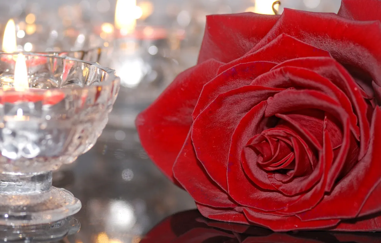 Фото обои цветок, стекло, роза, свеча, подсвечник, бордовая