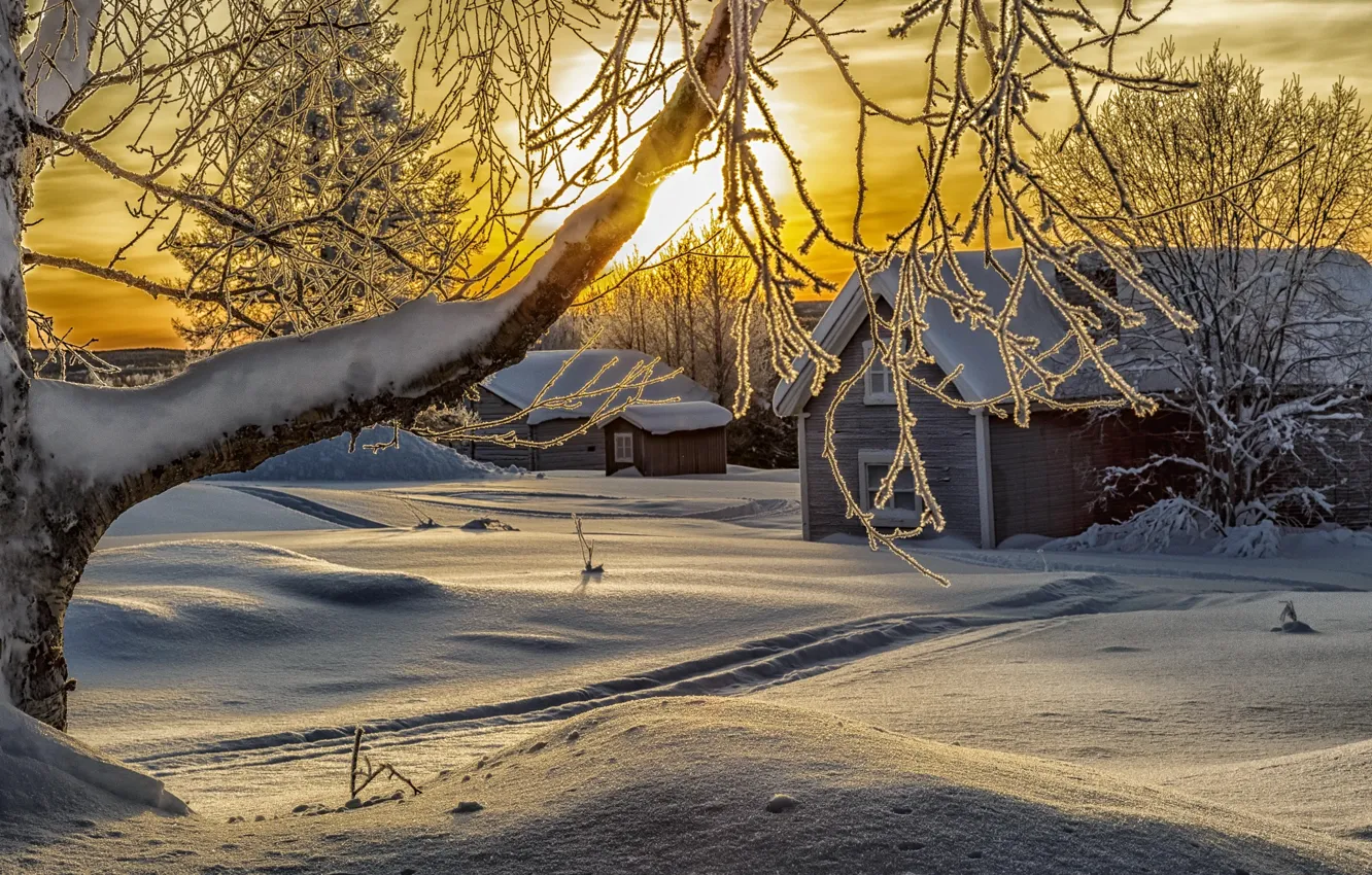 Фото обои зима, солнце, снег, деревья, ветки, природа, дома