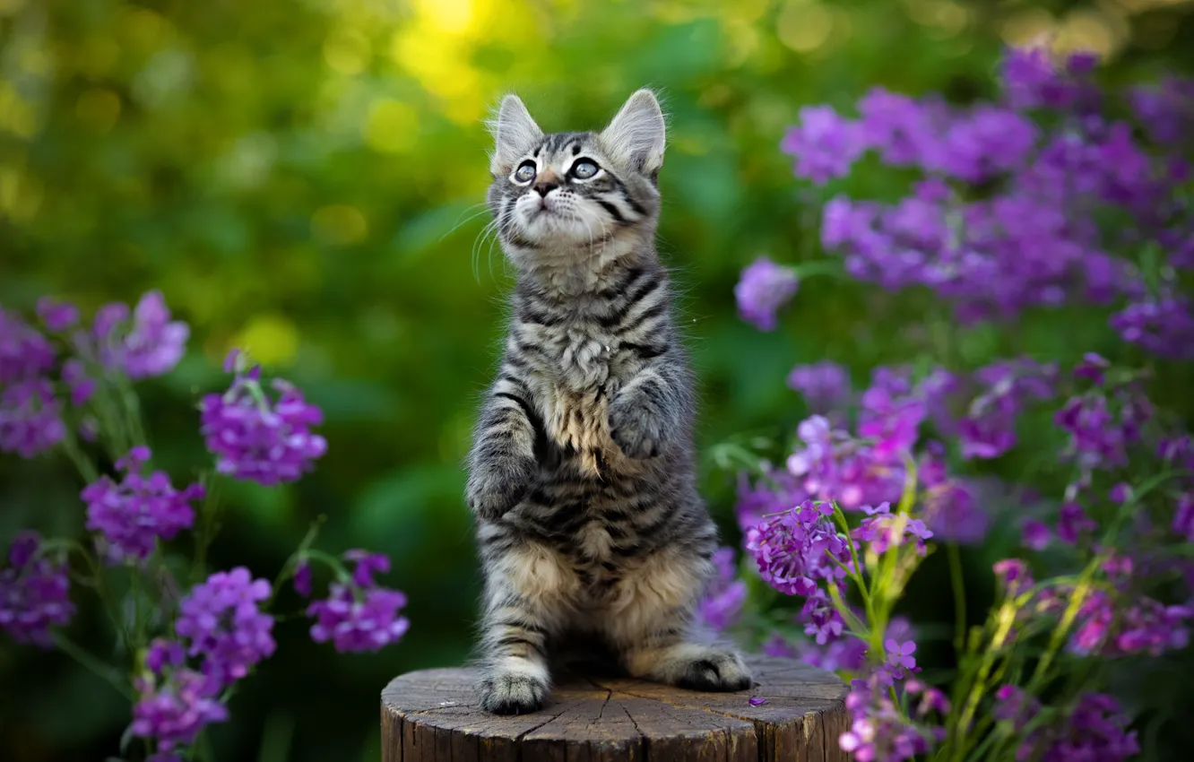 Фото обои цветы, котёнок, стойка, колода, Юрий Коротун