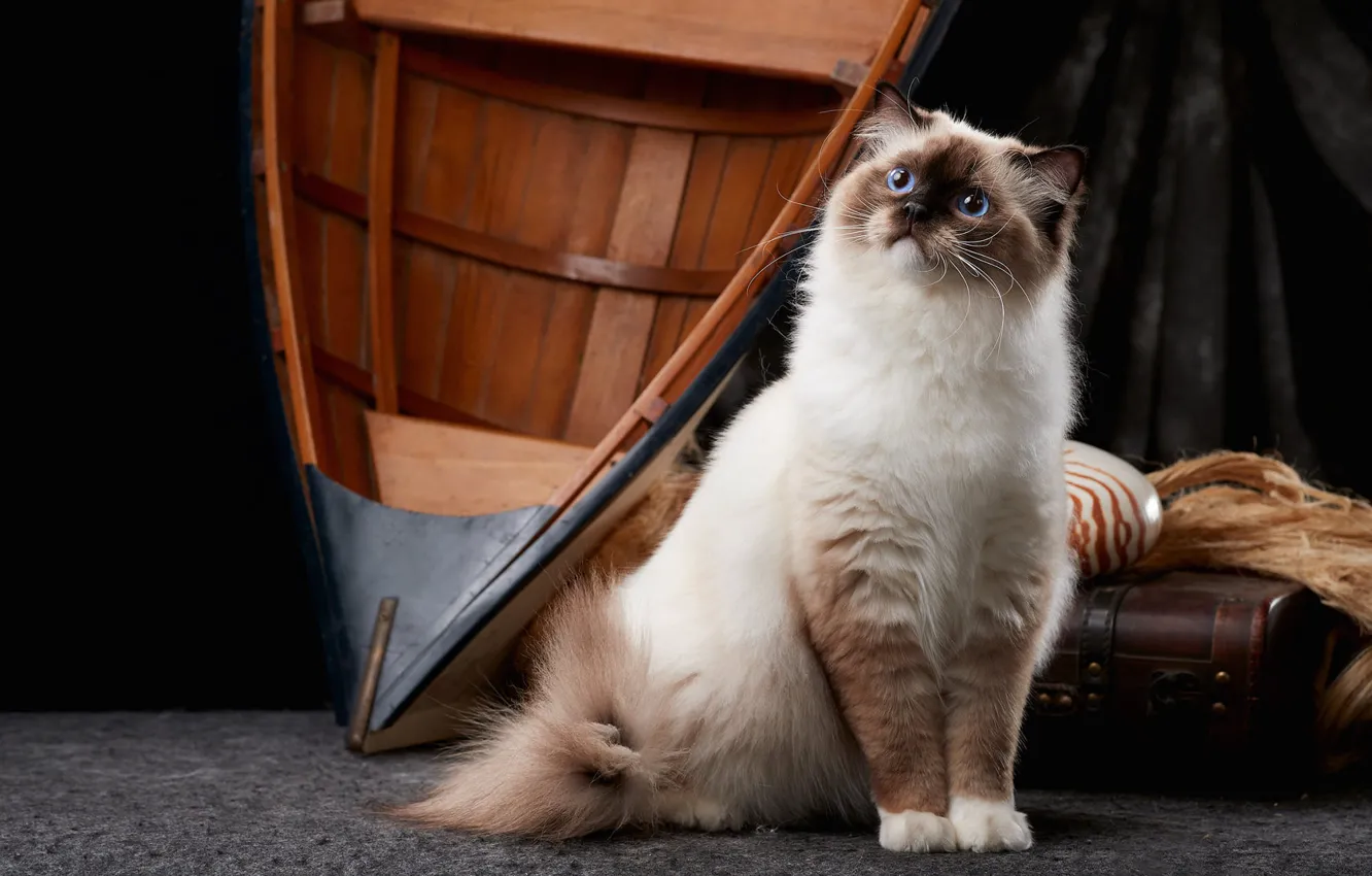 Фото обои кошка, кот, взгляд, лодка, чемодан, сидит, фотостудия, рэгдолл