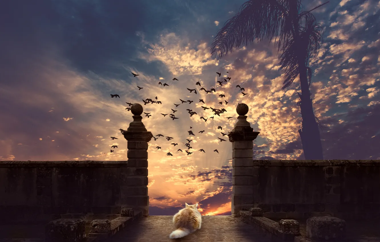 Фото обои кошка, небо, кот, закат, птицы, пальма, фотошоп