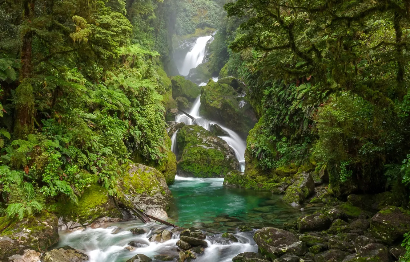 Фото обои зелень, лес, деревья, камни, водопад, мох, джунгли, New Zealand