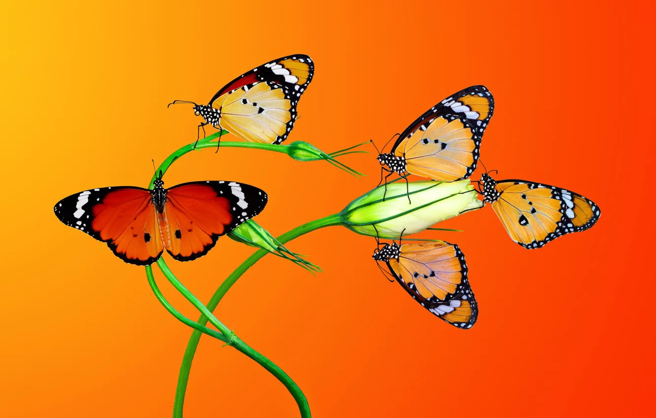 Фото обои макро, бабочки, цветы, насекомые, оранжевый фон, эустома