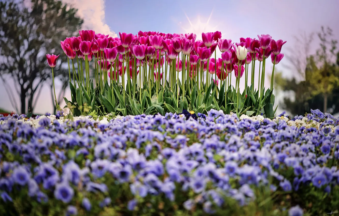 Фото обои солнце, весна, тюльпаны