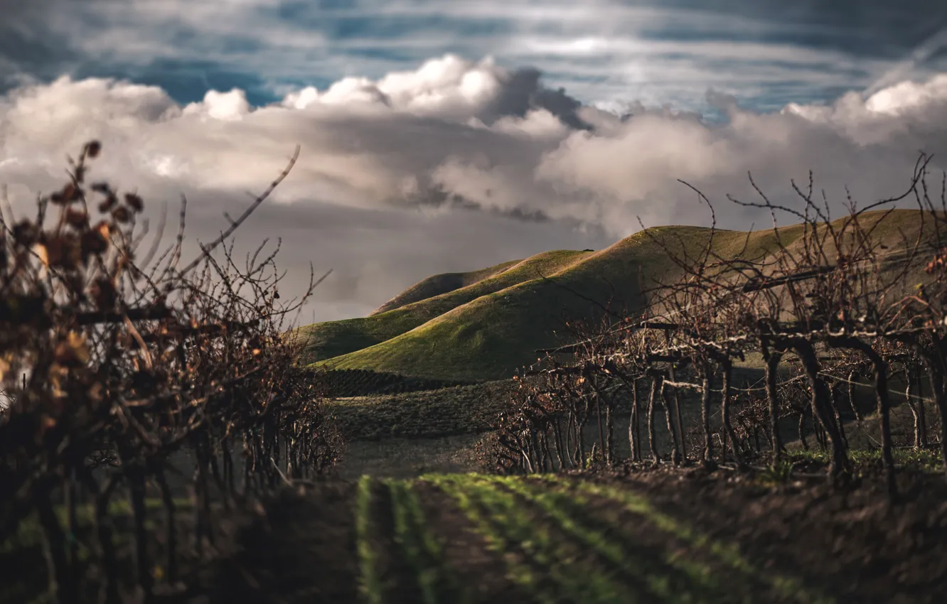 Фото обои Облака, Поле, Ферма, Путь, Пейзаж, Clouds, Landscape, Виноградник