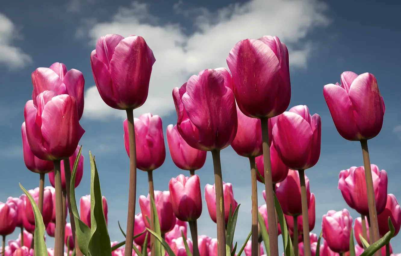 Фото обои небо, облака, цветы, весна, тюльпаны, розовые