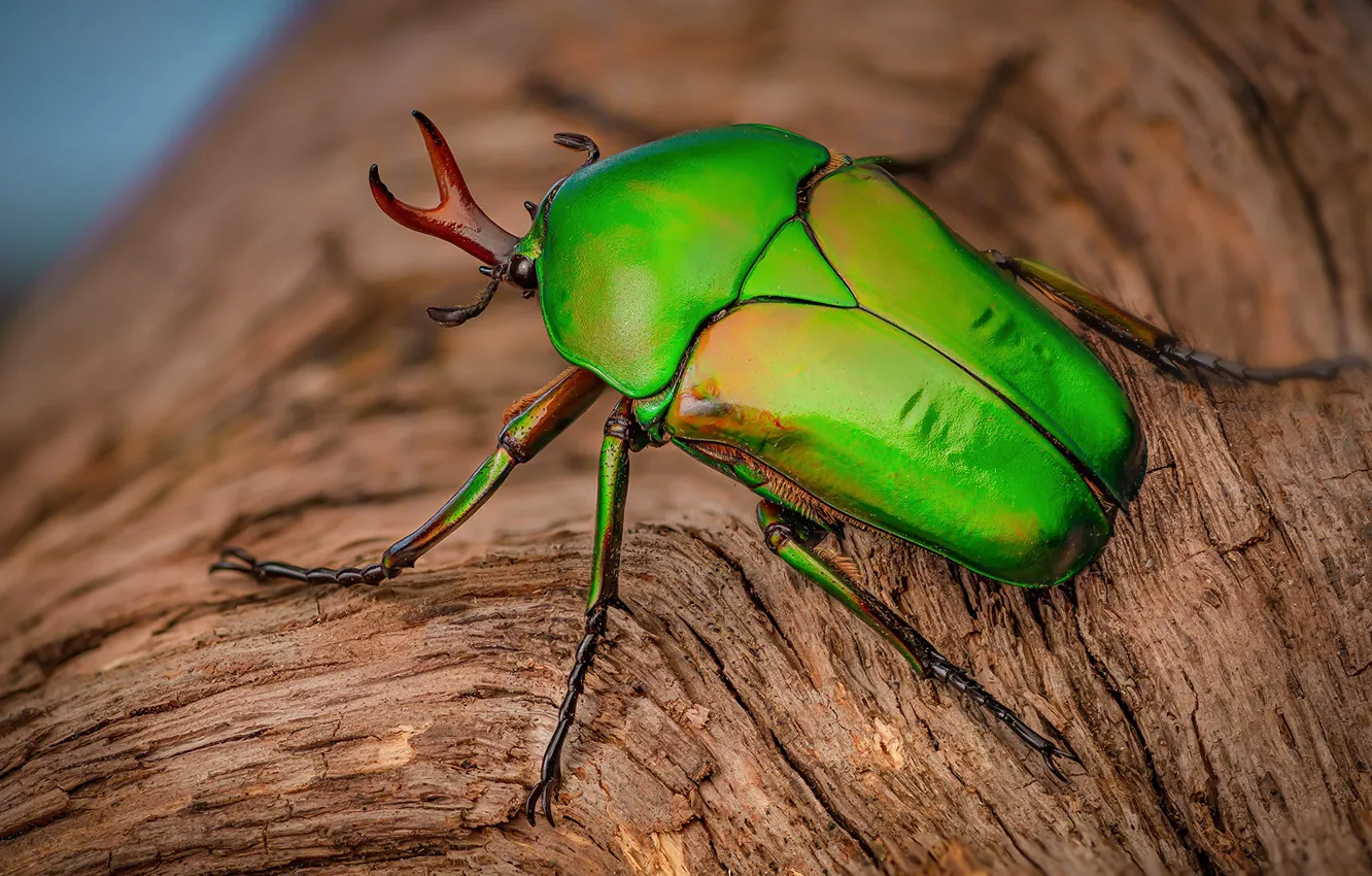 Фото обои зеленый, дерево, жук, насекомое, кора, размытый фон, блестящий