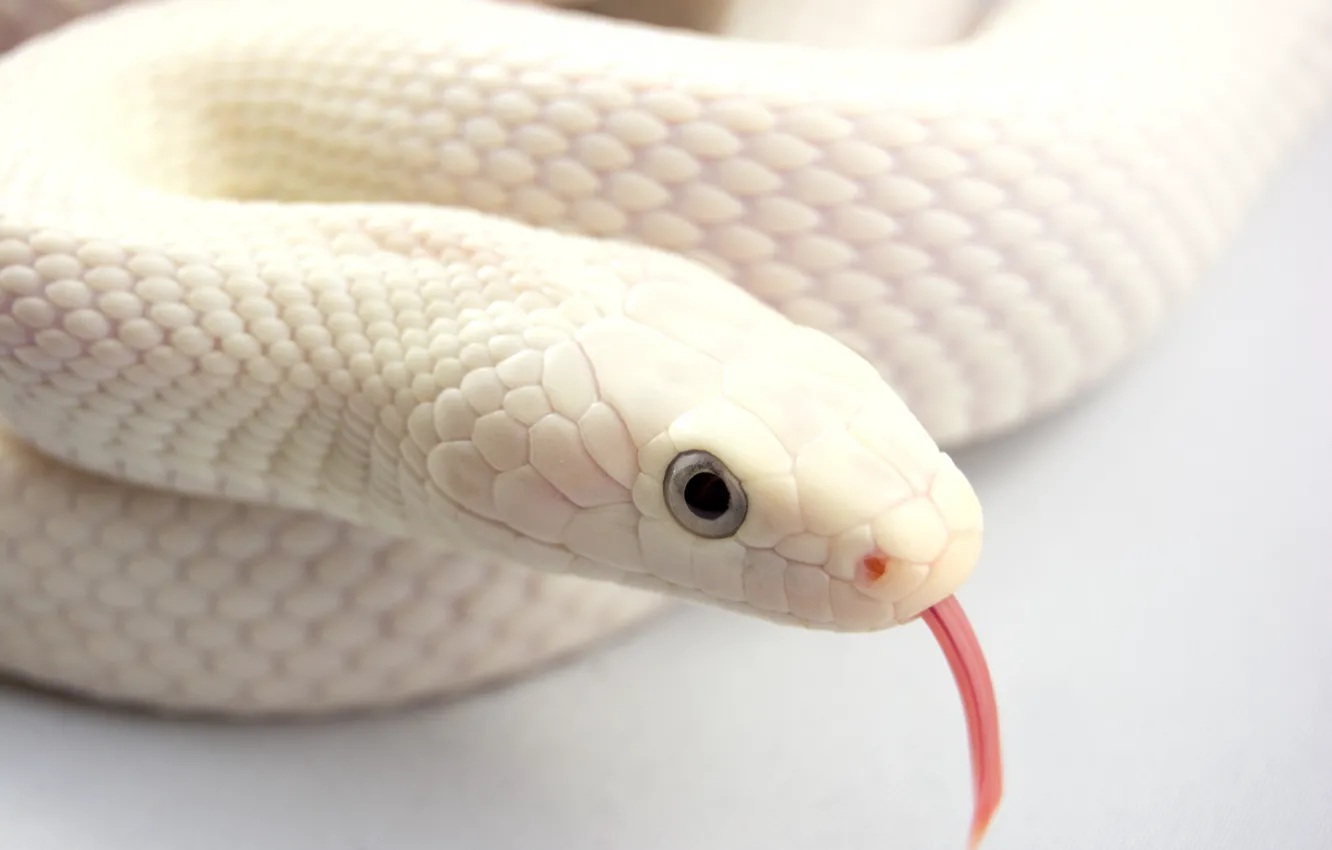 Фото обои язык, змей, альбинос