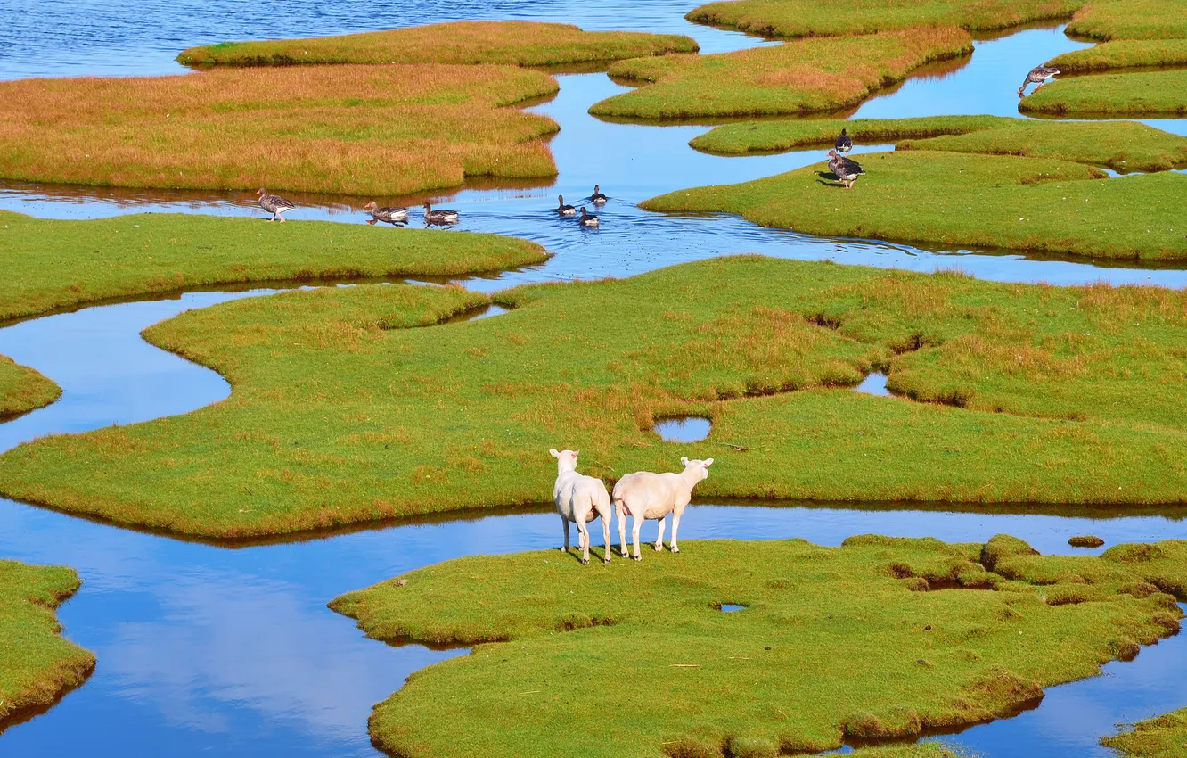 Фото обои зелень, трава, вода, острова, овцы, гуси