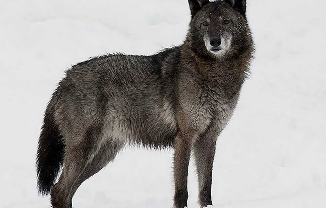 Фото обои snow, animal, black wolf, Canis lupus.wildlife