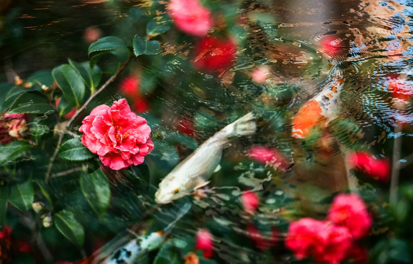 Фото обои вода, цветы, карпы, by Hayden Williams