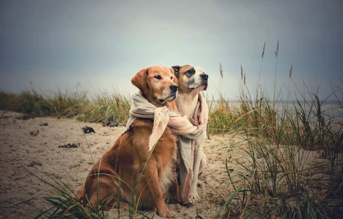 Фото обои море, осень, побережье, друзья, две собаки