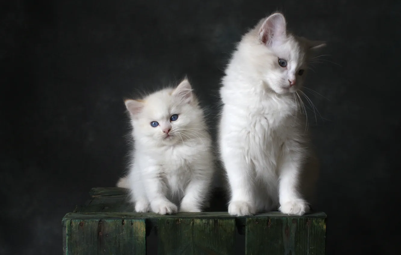 Фото обои кошки, темный фон, котенок, котята, белые, ящик, малыши, парочка