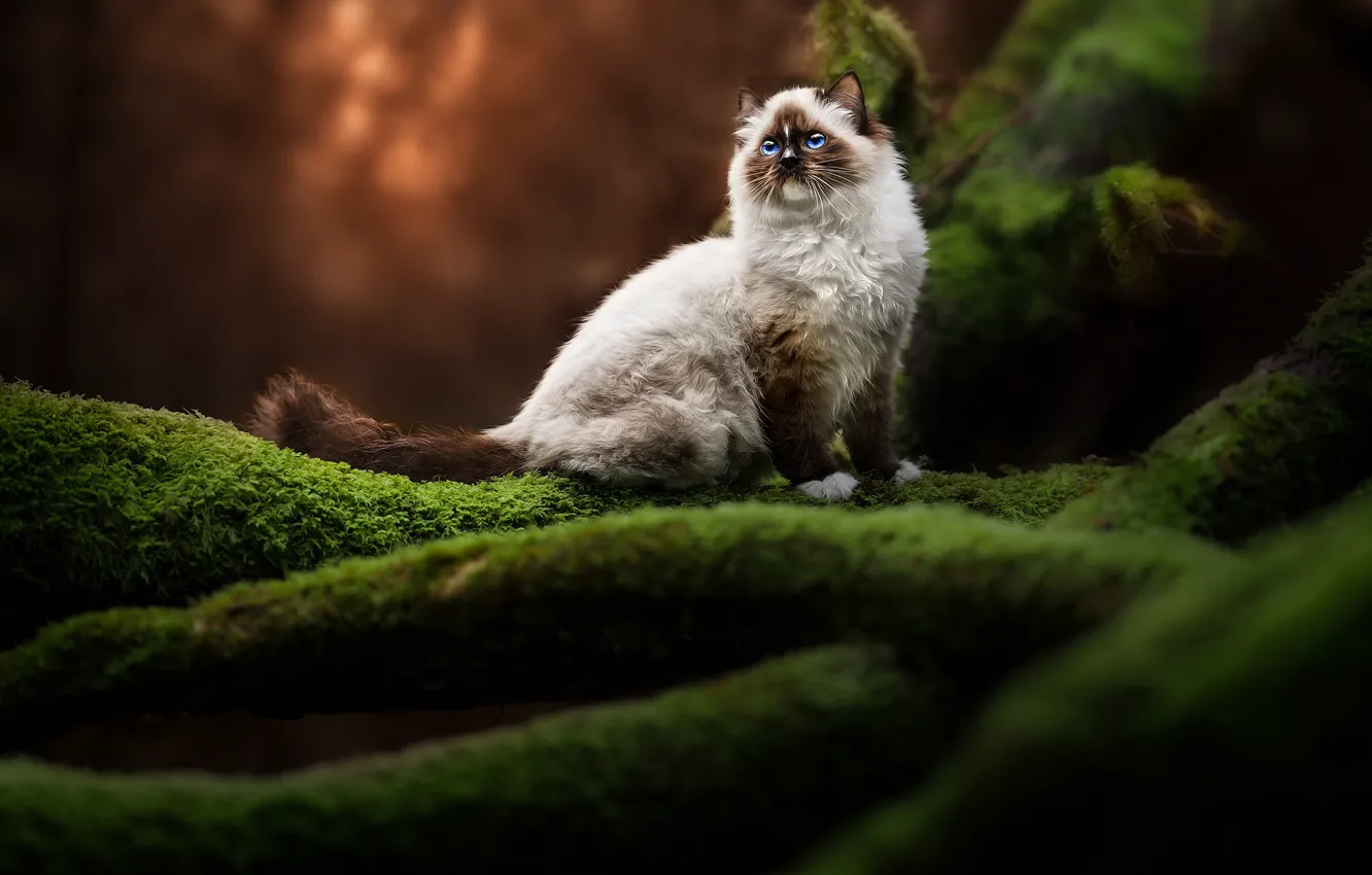 Фото обои кошка, кот, ветки, природа, корни, дерево, мох, сидит