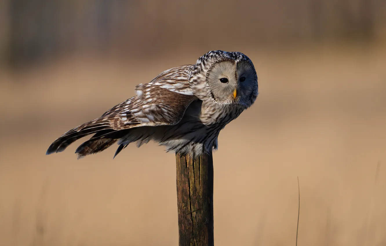 Фото обои фон, сова, птица, столбы