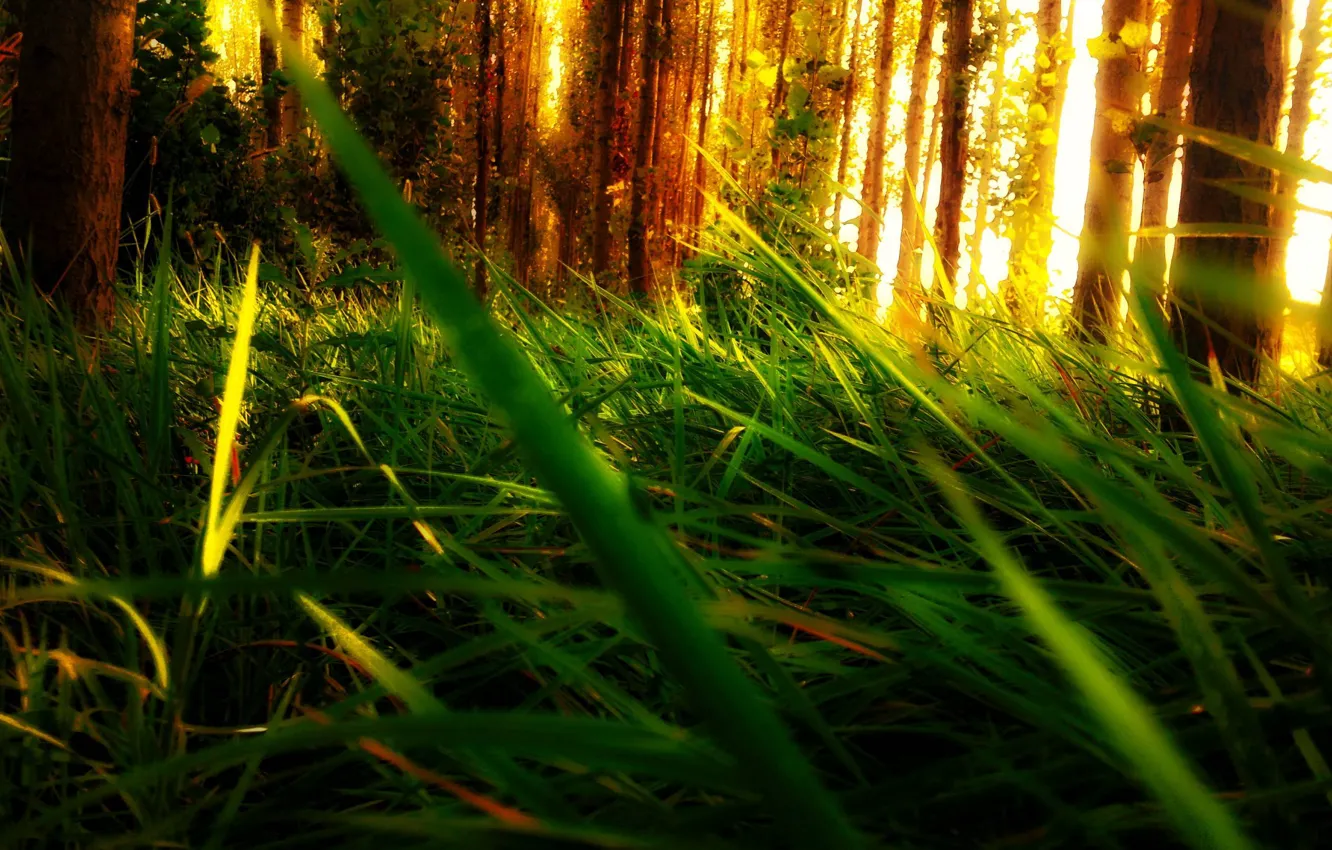 Фото обои лес, трава, листья, свет, деревья