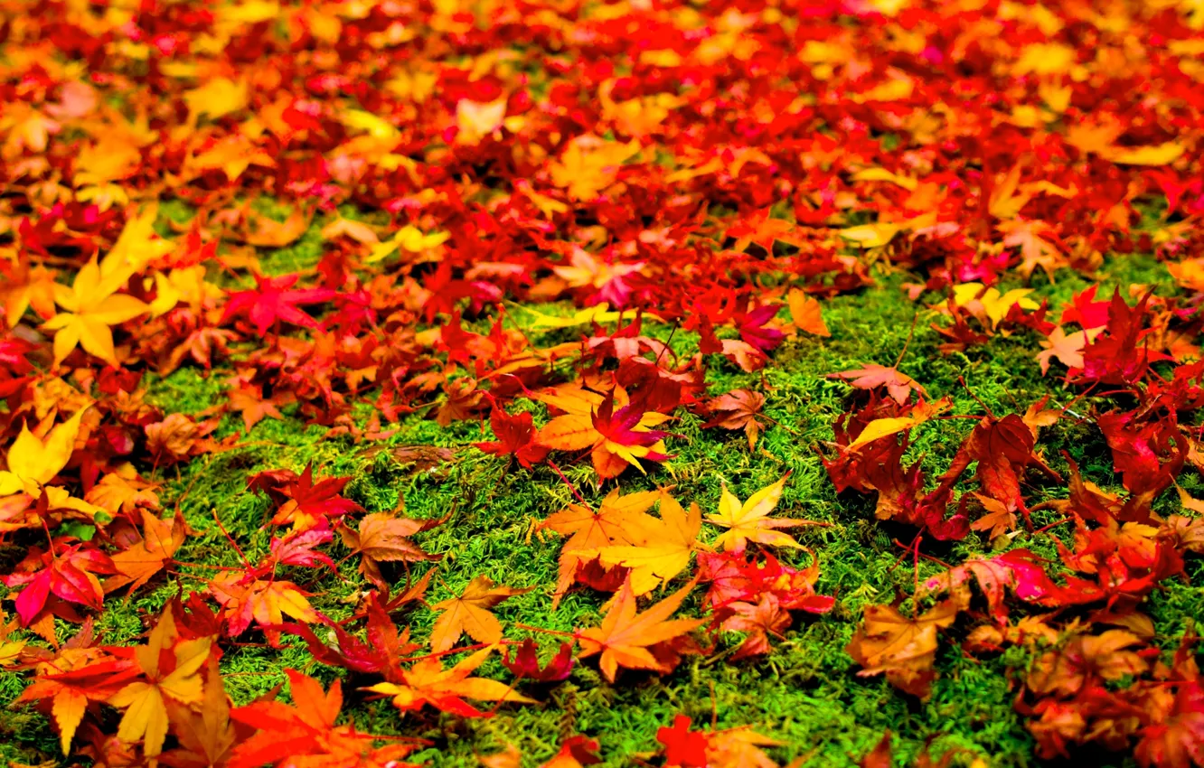Фото обои осень, трава, листья, краски, клен