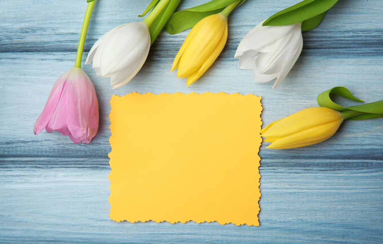 Фото обои цветы, colorful, тюльпаны, flowers, tulips, открытка, spring, card