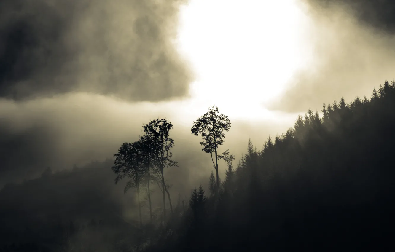 Фото обои лес, деревья, туман, холмы, дымка