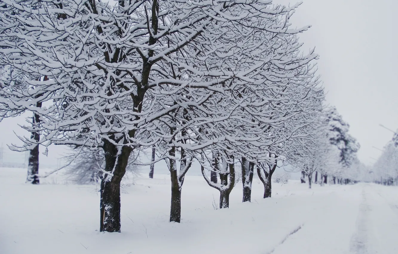 Фото обои зима, дорога, снег, деревья, аллея