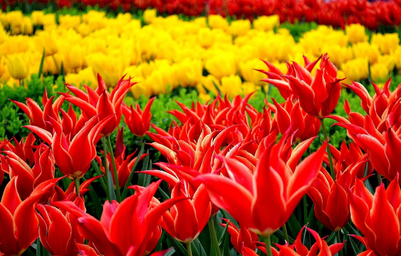Фото обои цветы, парк, тюльпаны, клумба