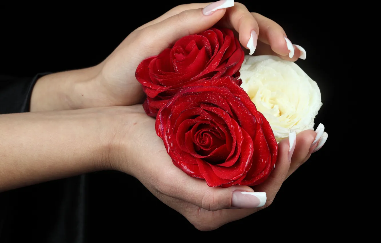 Фото обои цветы, розы, руки