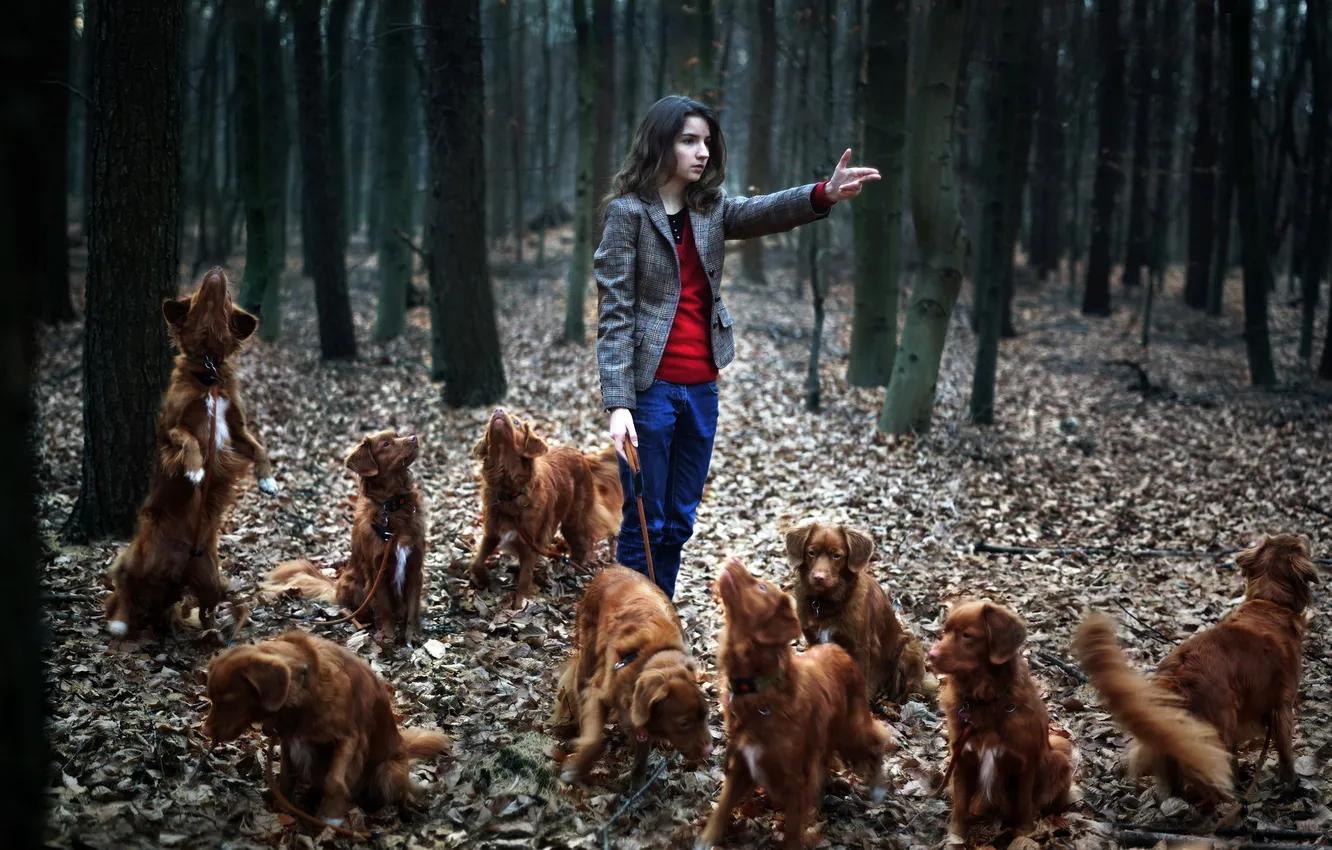 Фото обои лес, собаки, девушка