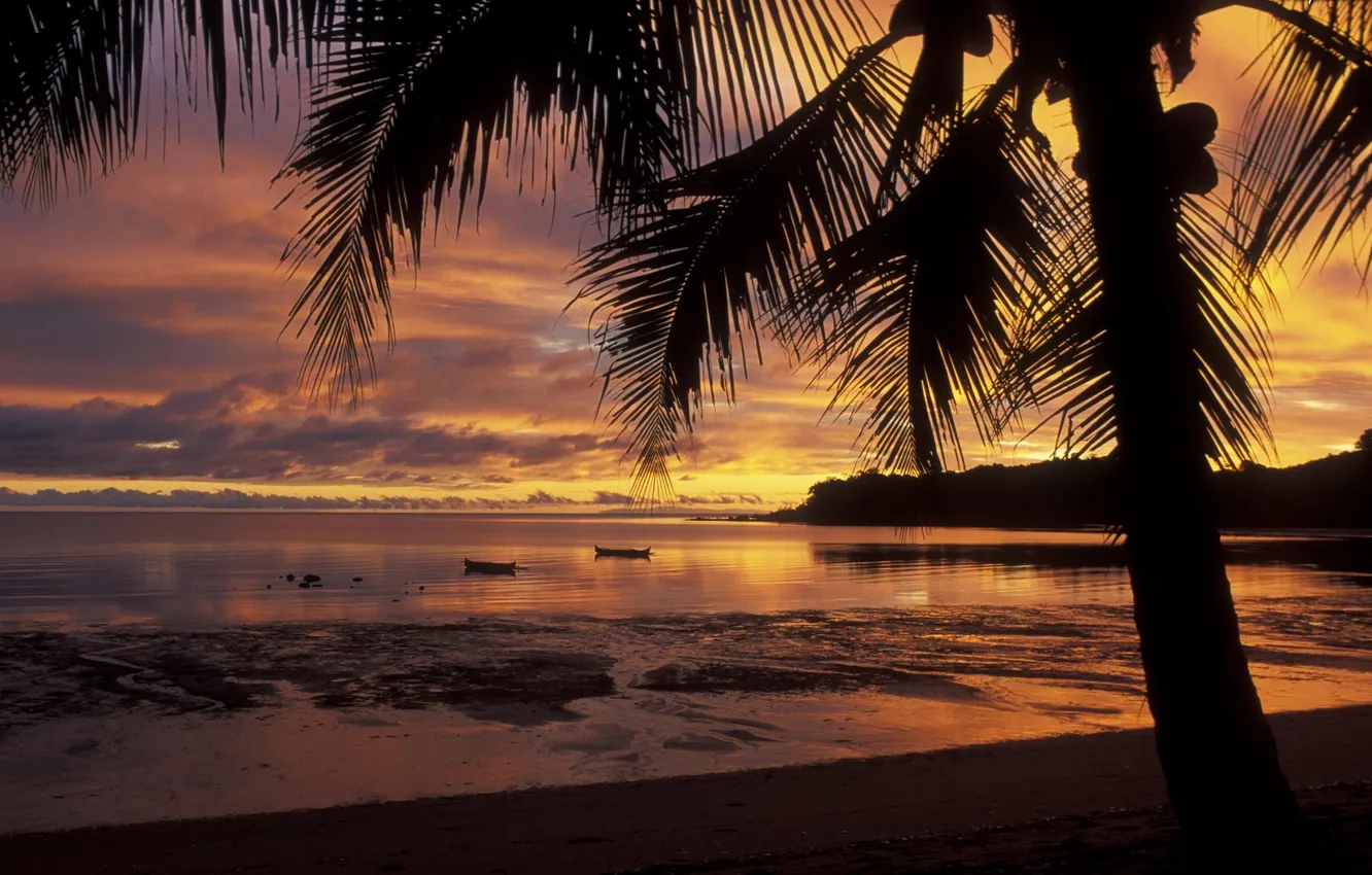 Фото обои пальма, остров, Закат