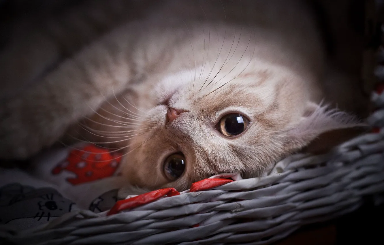 Фото обои кошка, глаза, кот, взгляд, морда, лежит, котёнок, милашка