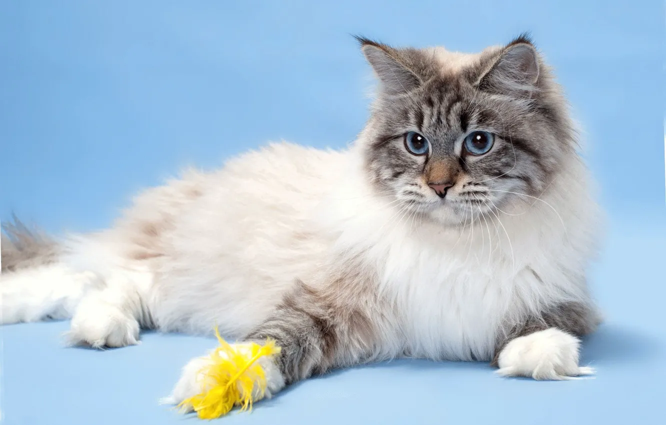 Фото обои кот, шерсть, порода, невская маскарадная