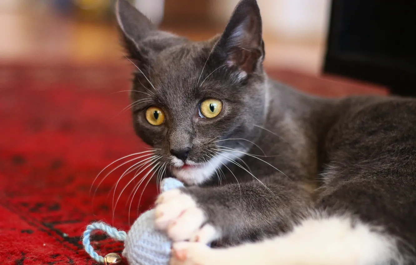 Фото обои глаза, усы, взгляд, игра, котик