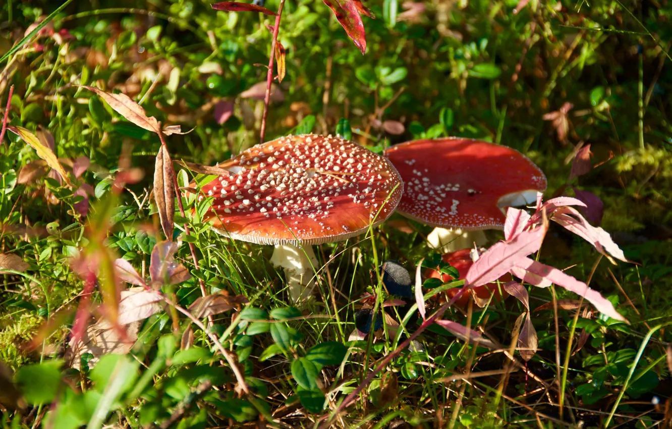 Фото обои Трава, Лес, Гриб, Light, Grass, Forest, Mushroom