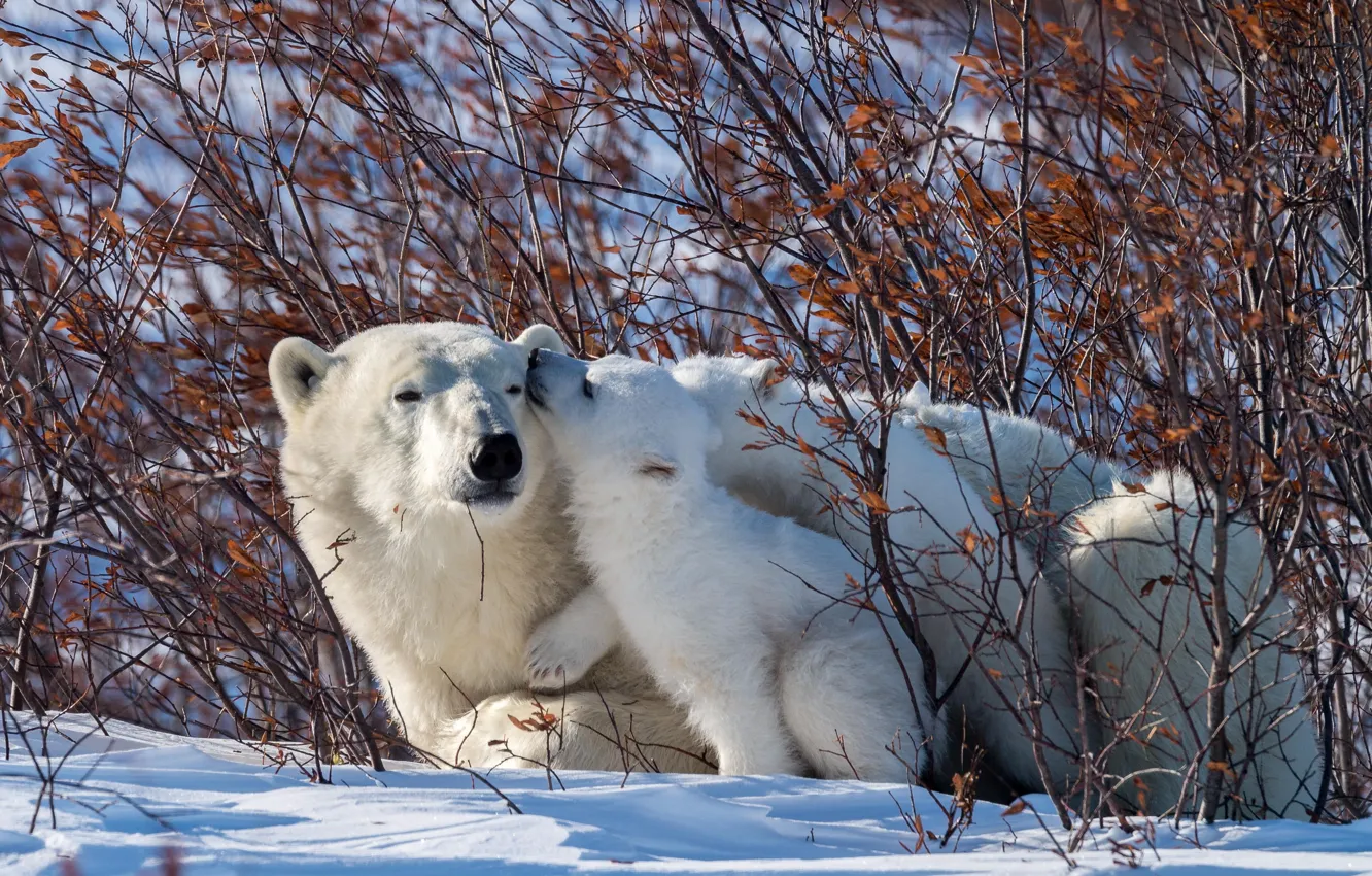 Фото обои зима, животные, снег, природа, хищники, медведи, медвежонок, детёныш