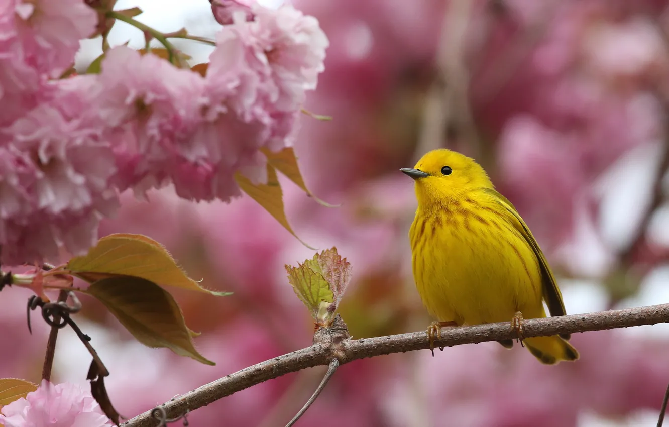 Фото обои цветы, ветки, желтый, фон, розовый, птица, весна, сакура