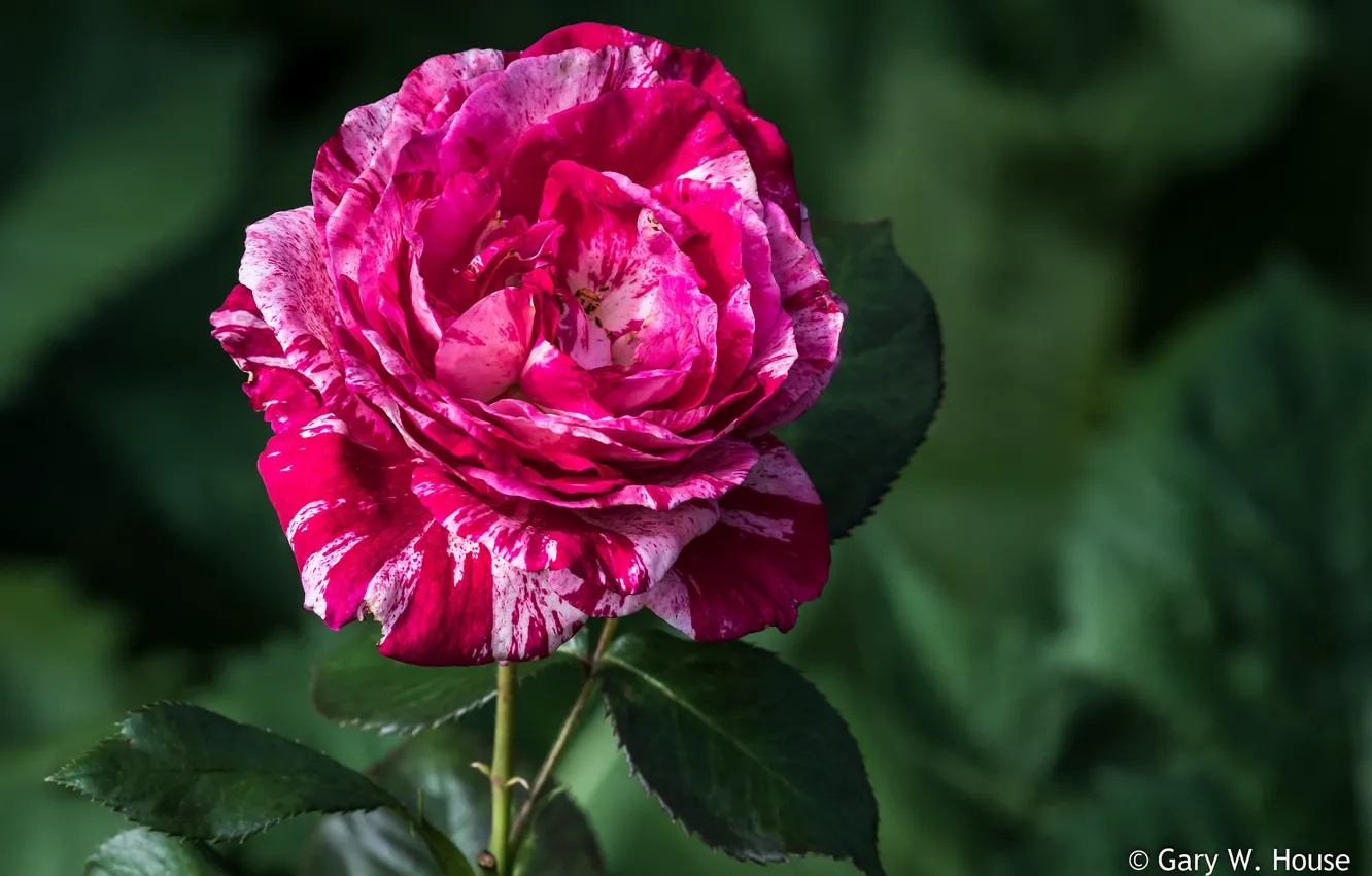Фото обои розовая, роза, рабая