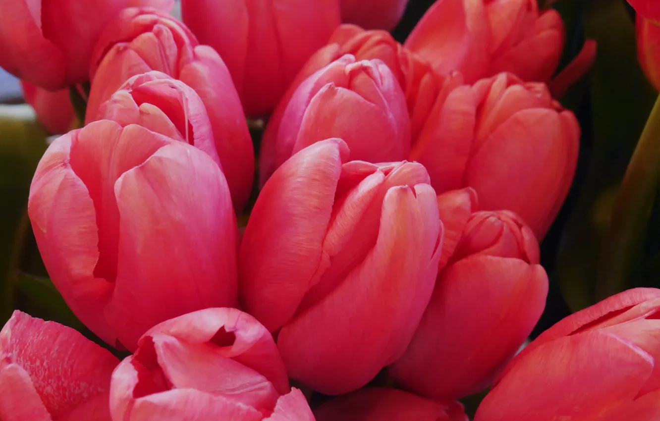 Фото обои flowers, tulips, bloom