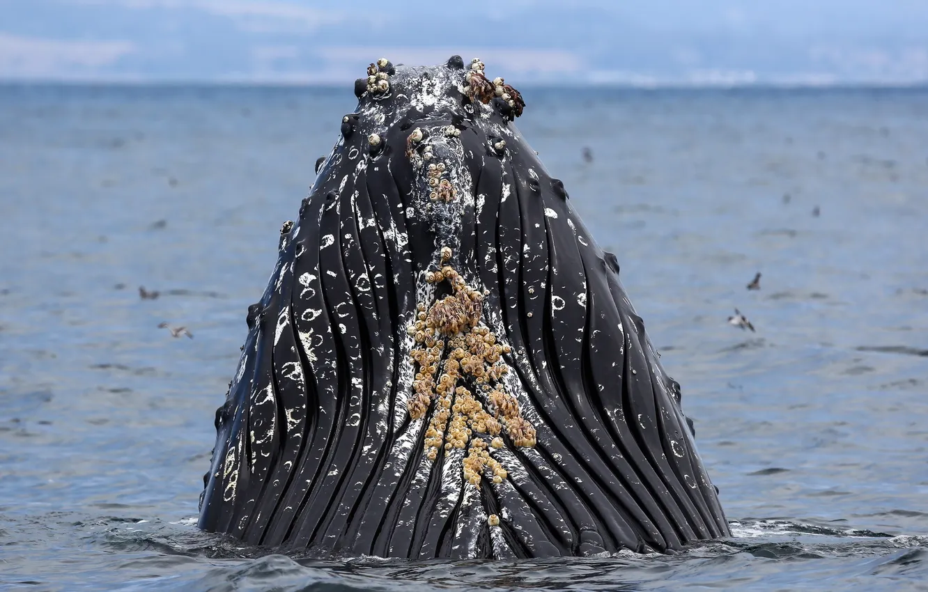 Фото обои marine, Humpback Whale, Ventral pleats, Megaptera, ventral, monterey bay