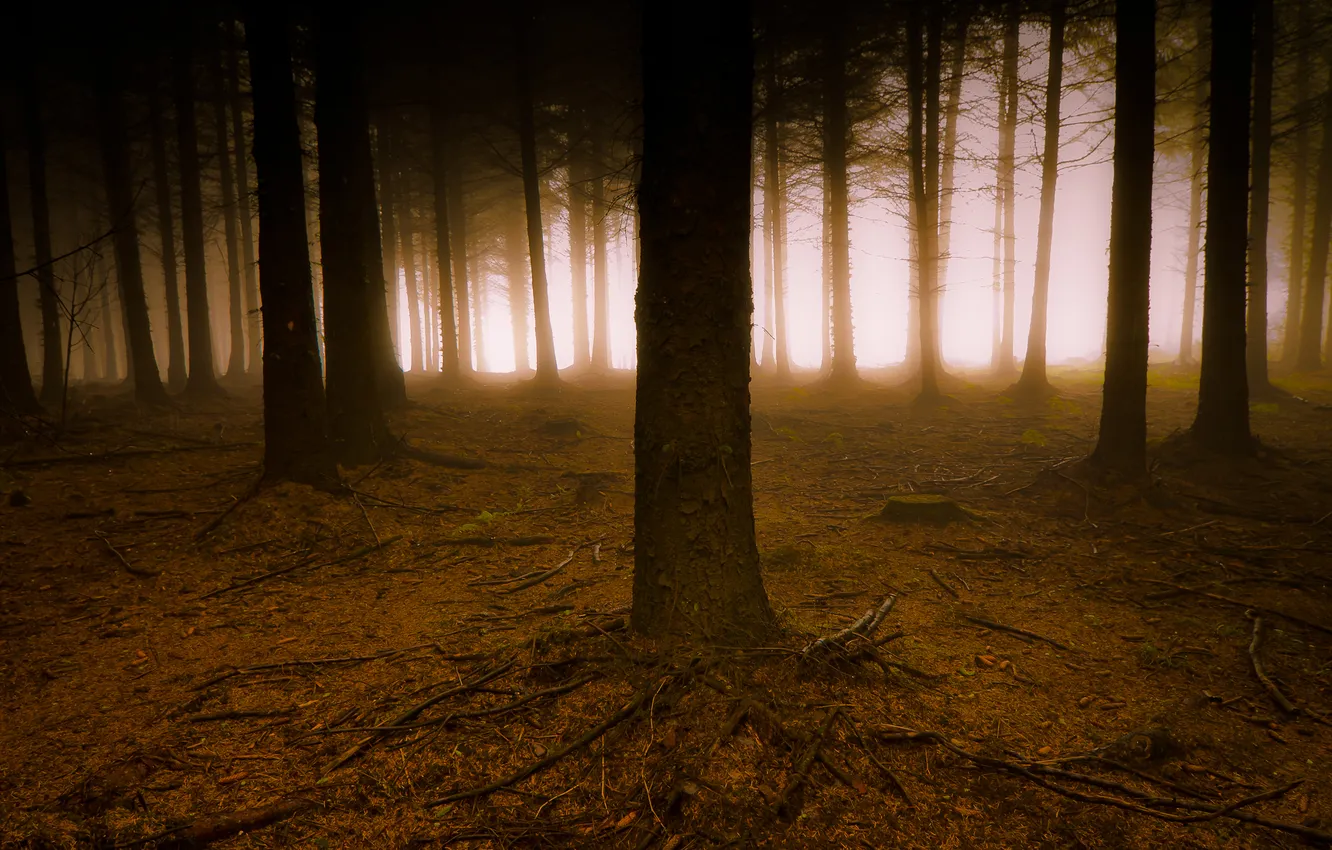 Фото обои свет, туман, Лес, сосны