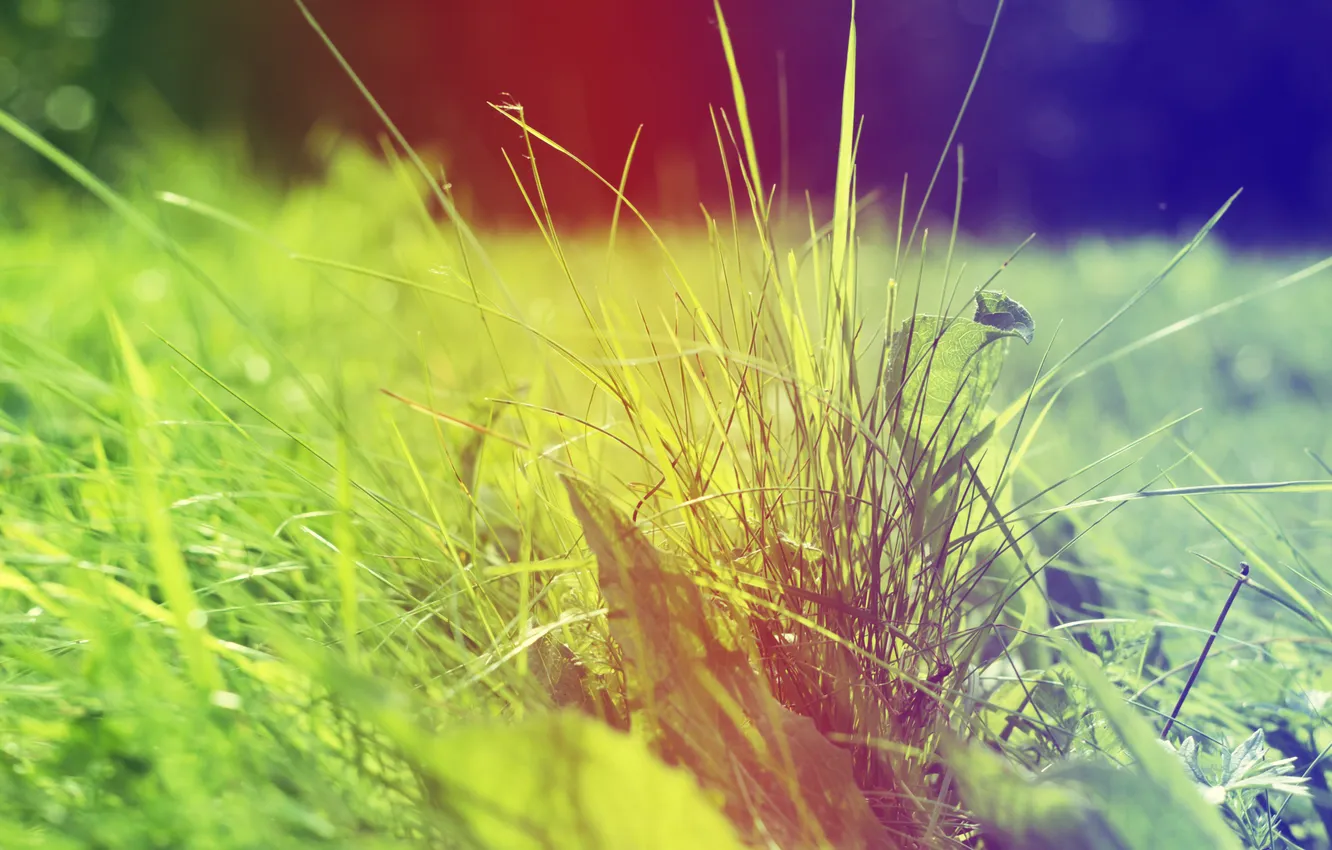 Фото обои трава, градиент, листики, солнечное настроение