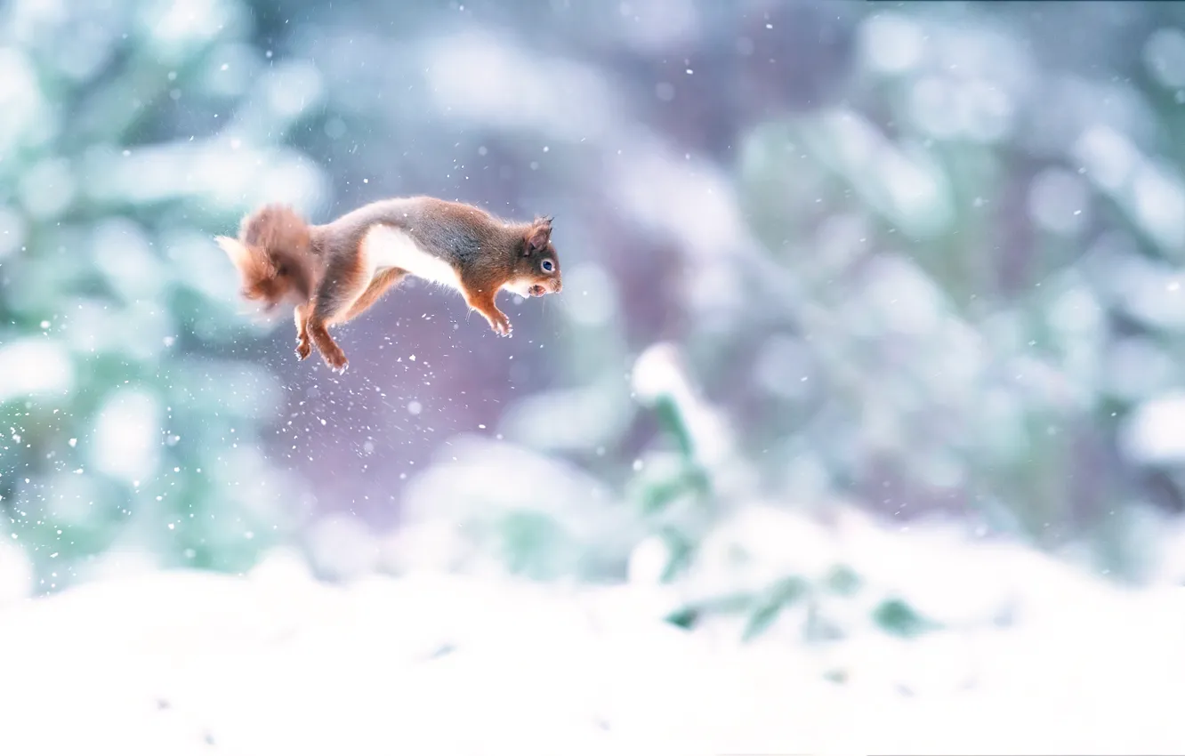 Фото обои снег, прыжок, орех, белка