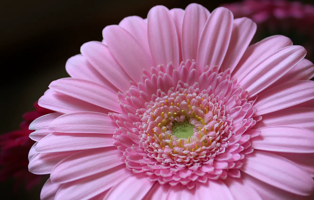 Фото обои цветок, розовый, лепестки, flower, pink, petals, Гербера, gerbera