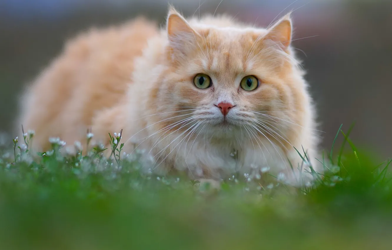 Фото обои кошка, трава, кот, взгляд, мордочка, котейка