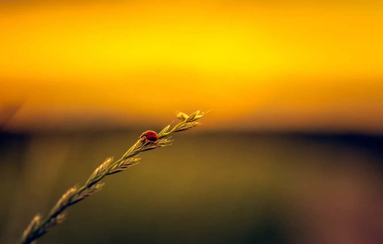 Фото обои field, ladybug, stalk, seeds, sunset.jpg