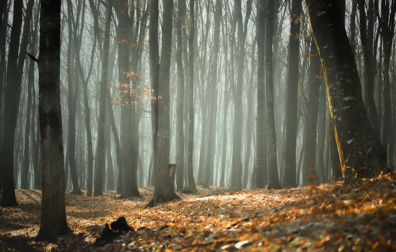 Фото обои осень, лес, свет, туман