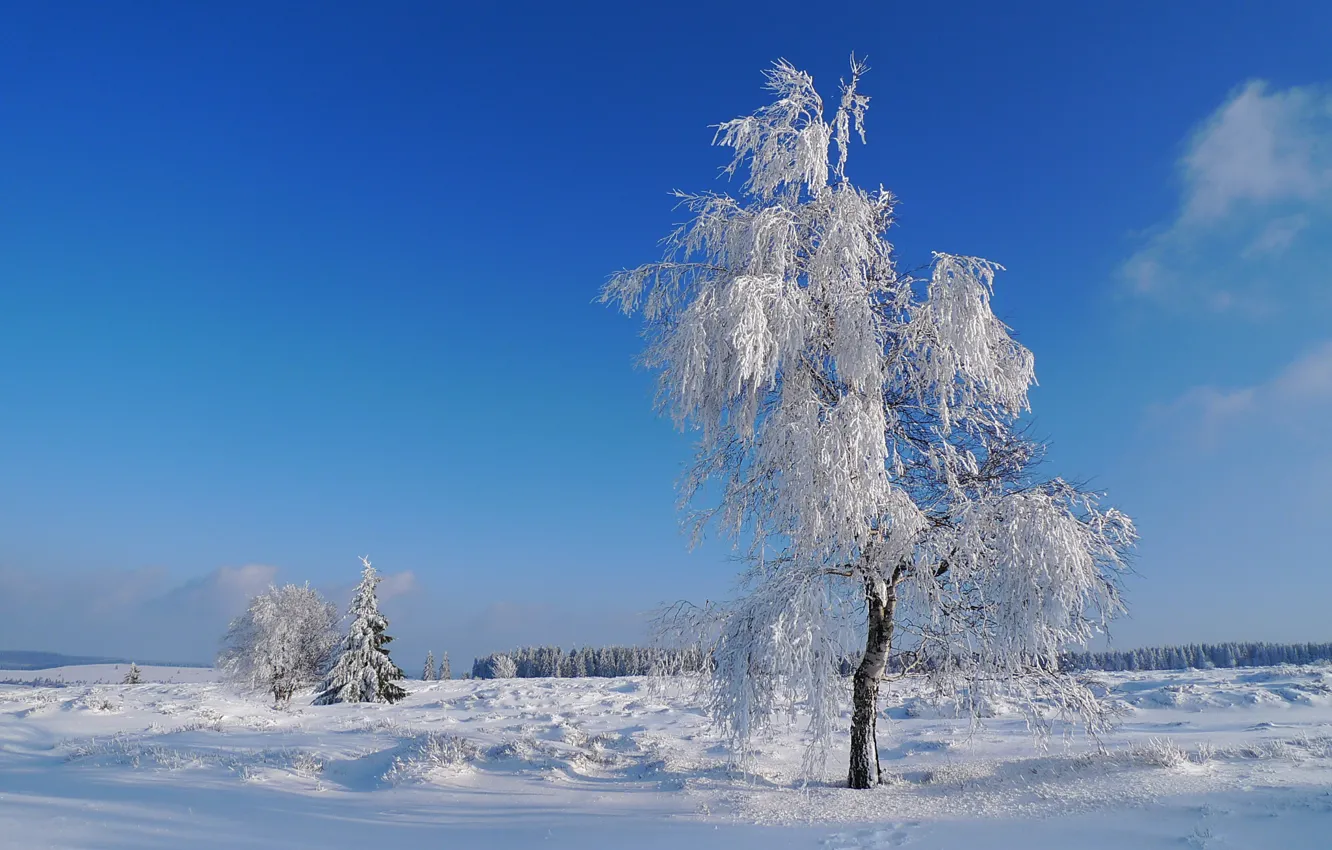Фото обои зима, иней, поле, небо, снег, дерево
