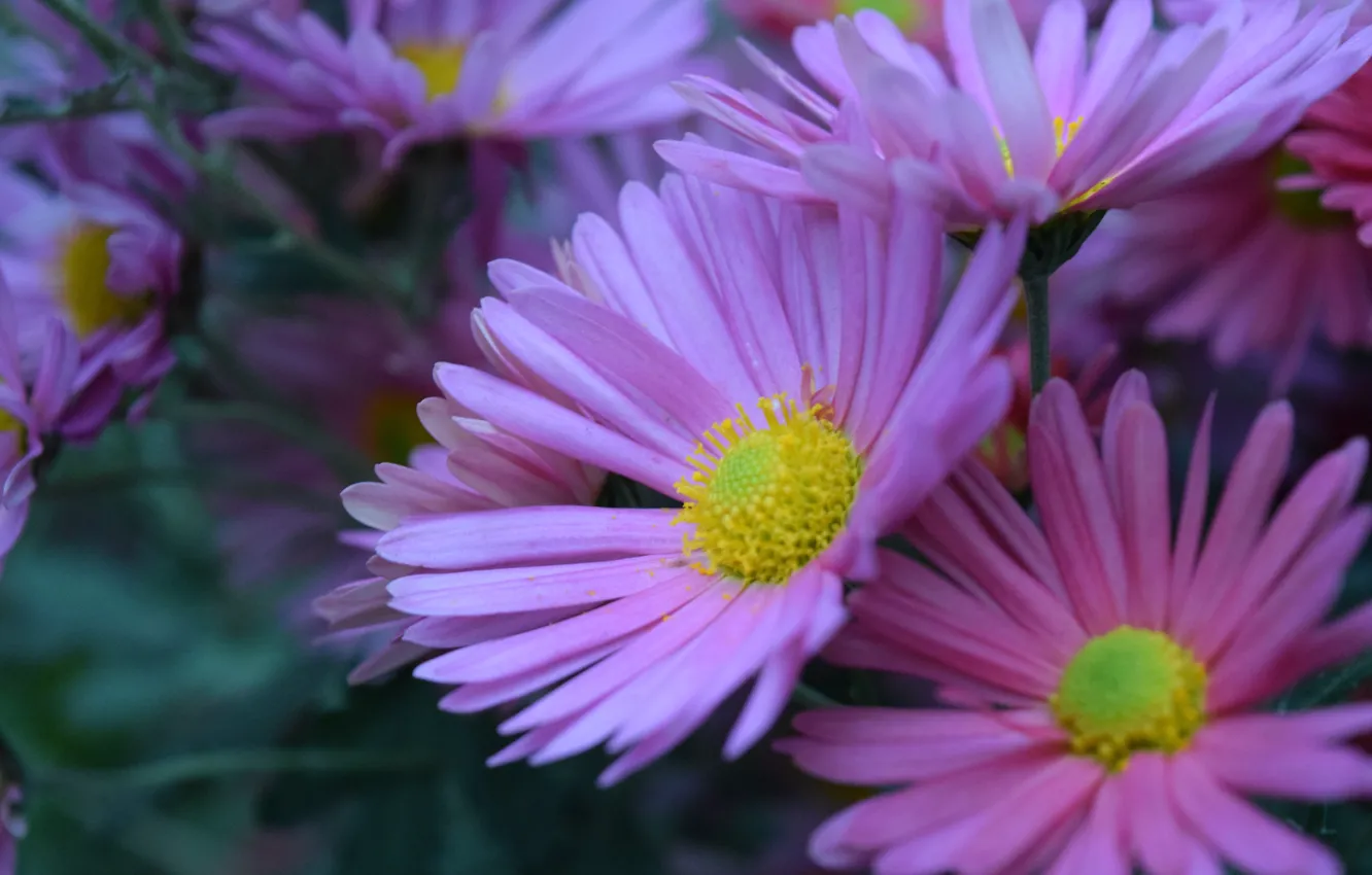 Фото обои осень, розовый, хризантема, цветок (цветы)
