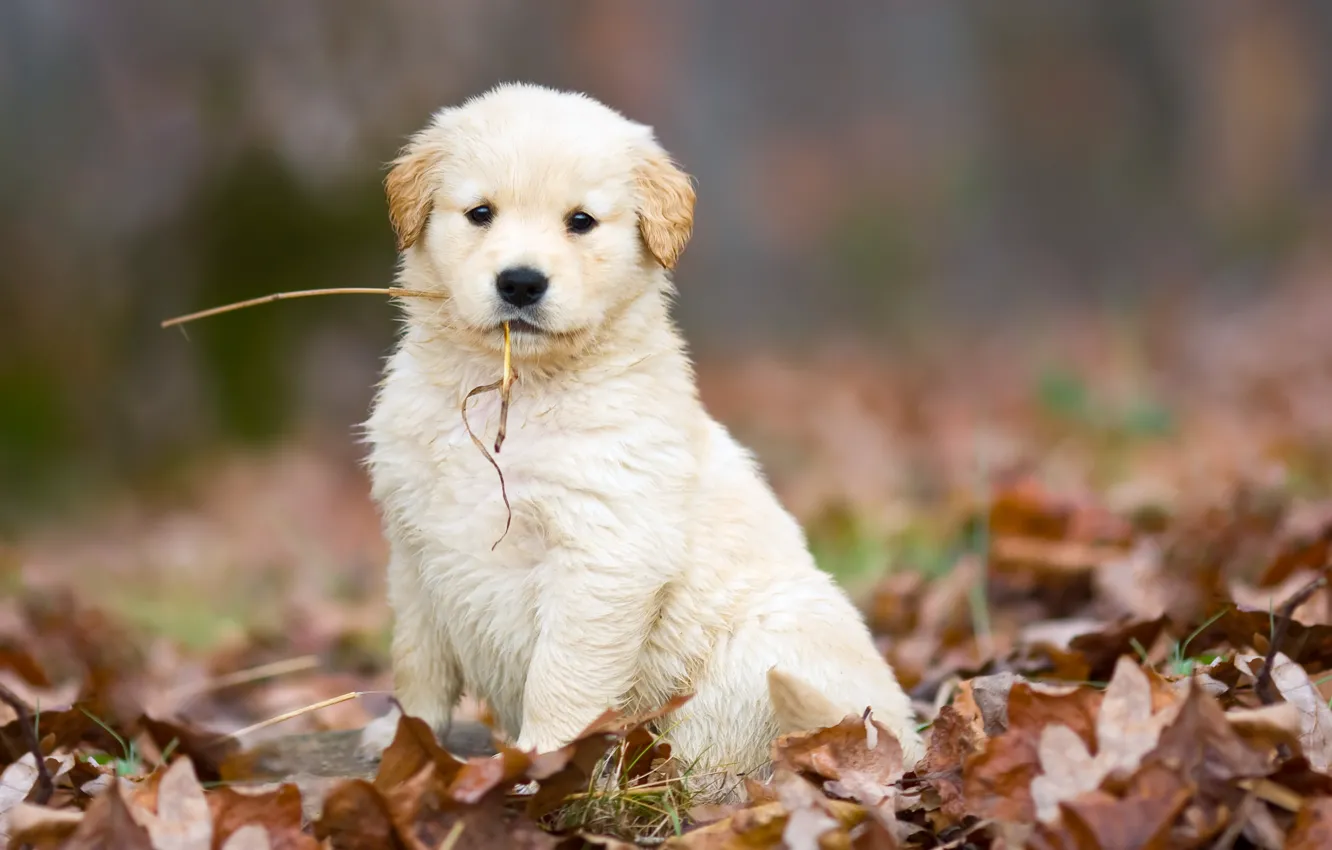 Фото обои осень, белый, листья, собака, милый, щенок, опавшие, соломинка