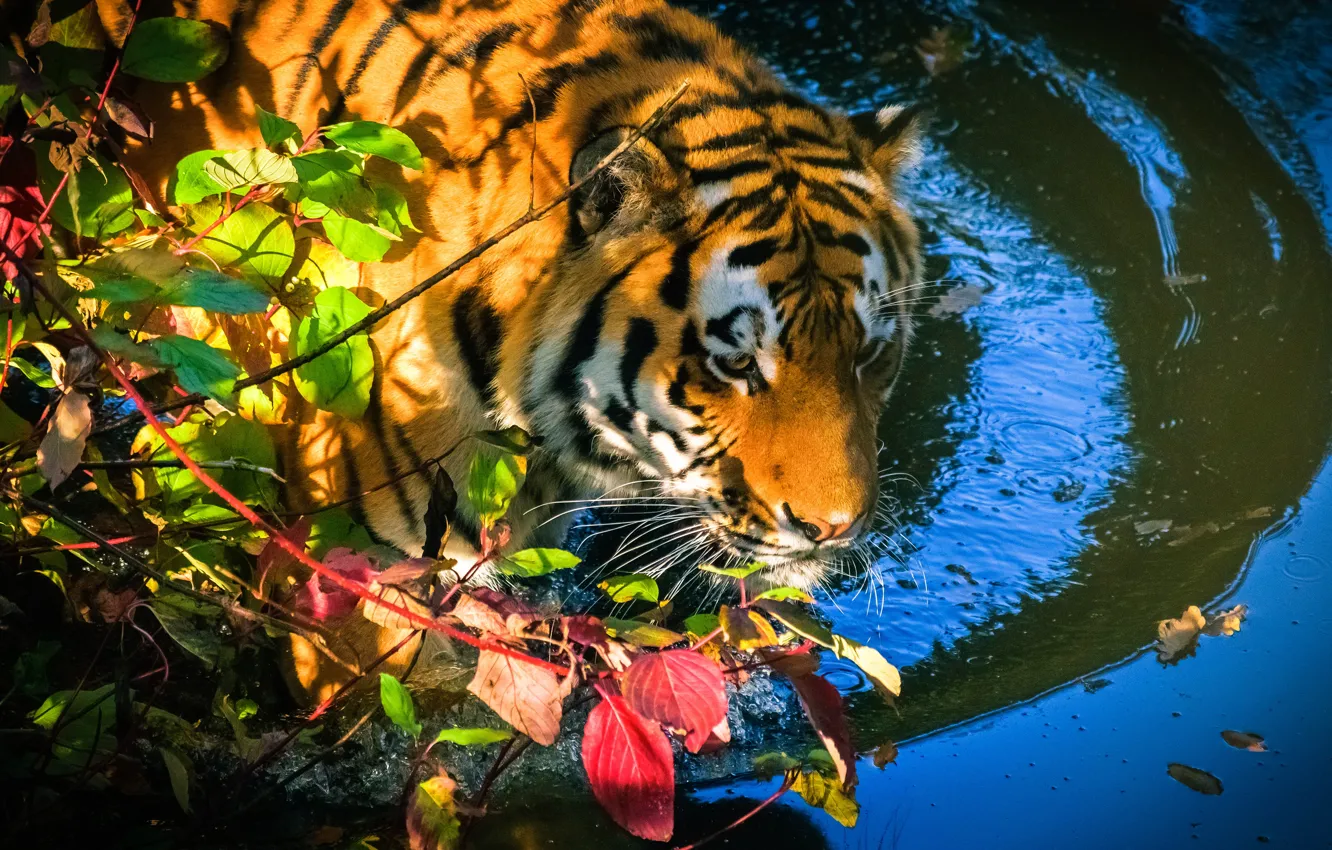 Фото обои осень, морда, листья, вода, ветки, тигр, купание, водоем