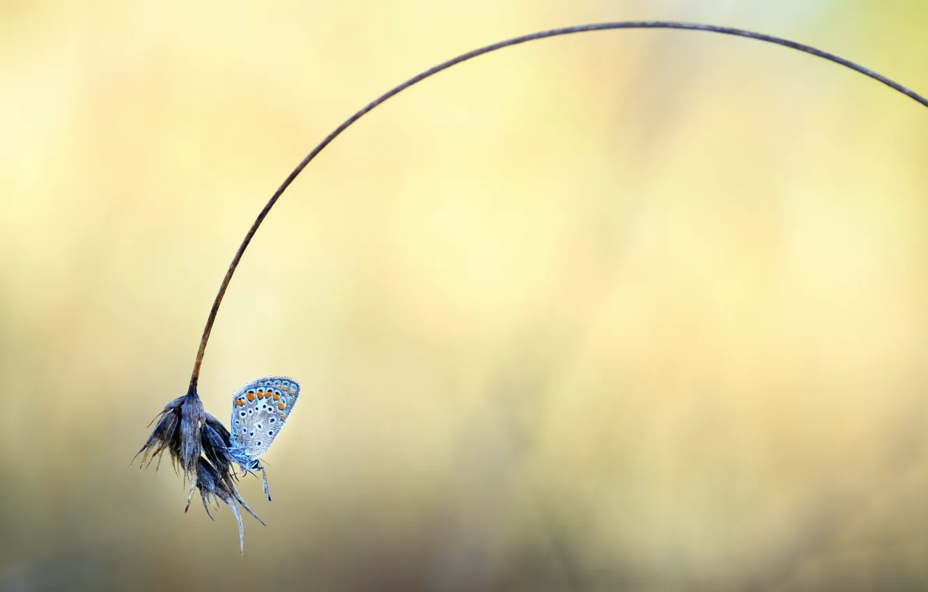 Фото обои трава, природа, бабочка